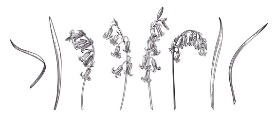 Bluebell. Collection with spring flowers. Vintage engraving style. Black.