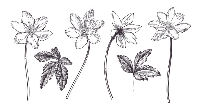Wood anemone. Spring set with flowers and leaves. Vintage engraving style. Black.