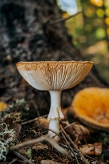 Vertical closeup shot of a death cap (Amanita phalloides) deadly poisonous mushroom