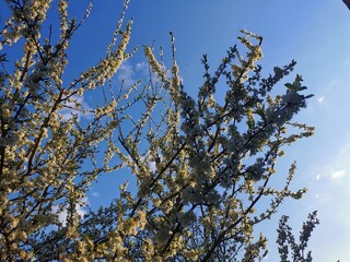 Blühende Äste an einem Baum