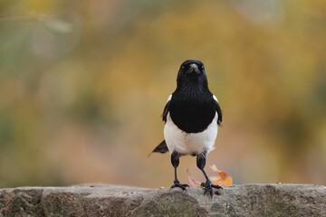 Closeup of a magpie perched on a stone against the blurred green background