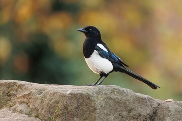 Closeup of a magpie perched on a stone against the blurred green background