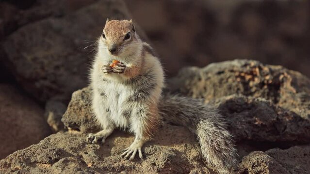 A chipmunk with a fluffy tail gnaws a nut.
