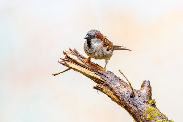 Close up of a rain-soaked House Sparrow, Passer domesticus, perched on a tree branch with wispy plumage looking down against a blurred yellowish background