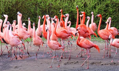 Group of pink flamingos. Colony of Phoenicopteridae.
