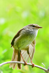 公園や雑木林で美しいさえずりで歌う身近なかわいい野鳥ウグイス