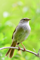 公園や雑木林で美しいさえずりで歌う身近なかわいい野鳥ウグイス