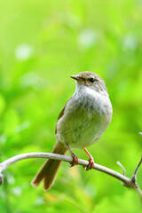 公園や雑木林で美しいさえずりで歌う身近なかわいい野鳥ウグイス