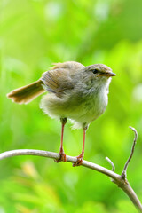 公園や雑木林で美しいさえずりで歌う身近なかわいい野鳥ウグイス