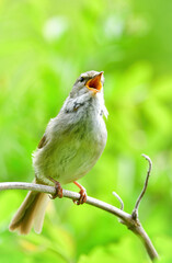 公園や雑木林で美しいさえずりで歌う身近なかわいい野鳥ウグイス