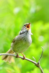 公園や雑木林で美しいさえずりで歌う身近なかわいい野鳥ウグイス