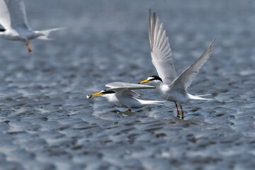 春から初夏に海辺や干潟で見られる白いエレガントな水鳥コアジサシ