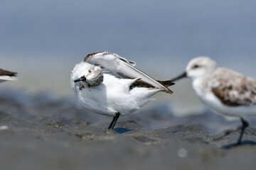 冬から春に干潟や浜辺で見られる白くてかわいいミユビシギ
