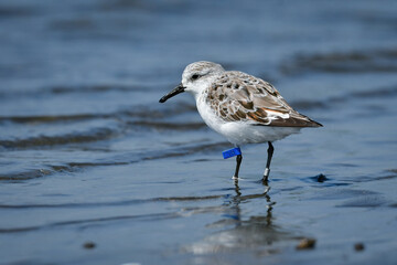 冬から春に干潟や浜辺で見られる白くてかわいいミユビシギ