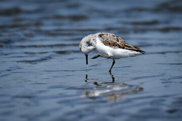冬から春に干潟や浜辺で見られる白くてかわいいミユビシギ
