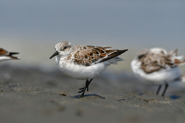 冬から春に干潟や浜辺で見られる白くてかわいいミユビシギ