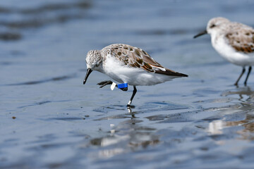 冬から春に干潟や浜辺で見られる白くてかわいいミユビシギ