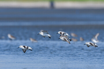 冬から春に干潟や浜辺で見られる白くてかわいいミユビシギ