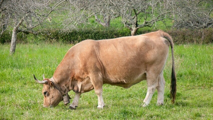 Toro marrón en pradera