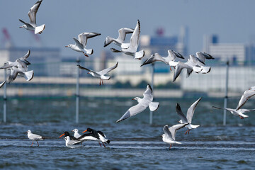 春の海辺で群れる身近な水鳥ユリカモメ