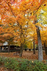 Vertical shot of trees in a park covered with autumn leaves