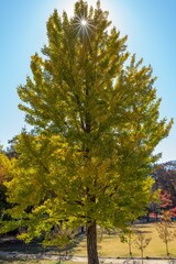 Image of a single tree with green leaves during the fall season.