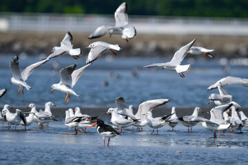 春の海辺で群れる身近な水鳥ユリカモメ
