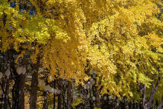 Image of trees with yellow leaves during the fall season.