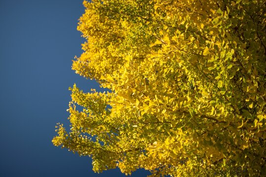 Image of trees with yellow leaves during under the blue sky the fall season.