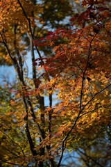 Image of trees with yellow and red leaves during the fall season.