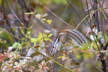 Image of a Siberian chipmunk standing on the branch of a tree in the blurred background.