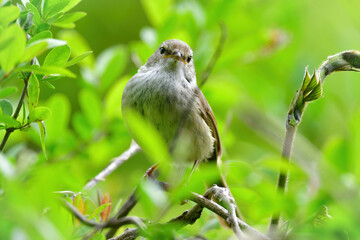 公園や雑木林で美しいさえずりで歌う身近なかわいい野鳥ウグイス