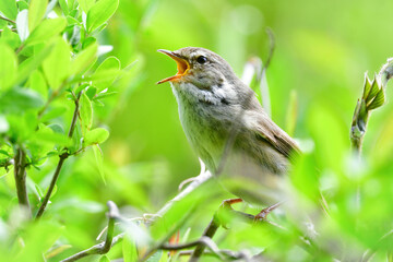 公園や雑木林で美しいさえずりで歌う身近なかわいい野鳥ウグイス