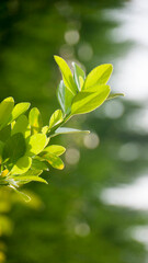 Hojas verdes en arbusto de jardín