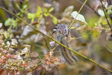 Image of a Siberian chipmunk standing on the branch of a tree in the blurred background.