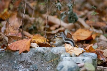 Image of a Siberian chipmunk standing on a rock covered by fallen orange leaves.