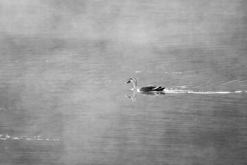 Image of a swan swimming in the water covered by fog in black and white.