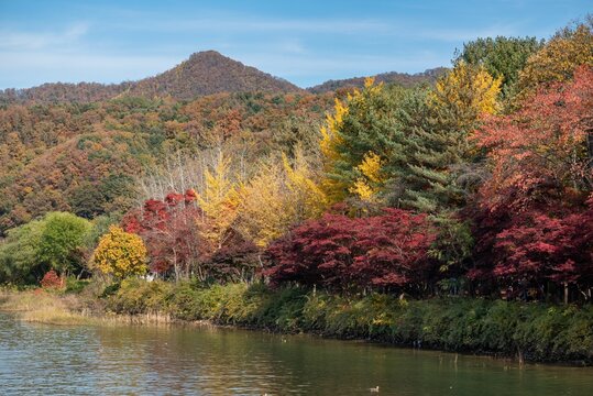Image of green, yellow and red trees on the coast of the river during the fall season.