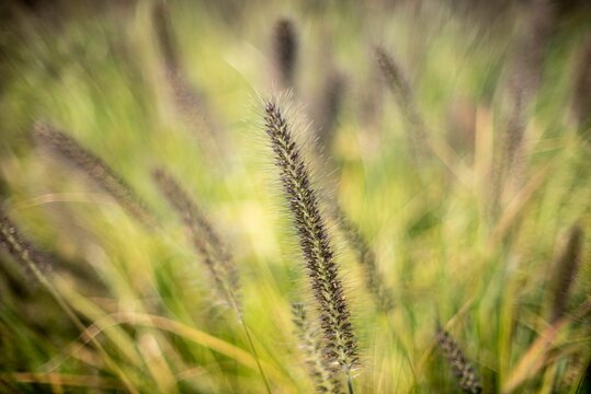 Closeup image of a Chinese fountain grass in the blurred background.