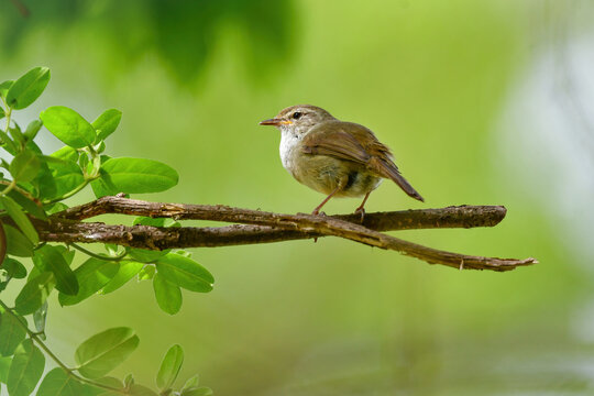 うぐいす Images – Browse 2,586 Stock Photos, Vectors, and Video