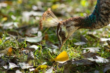 Image of a Peafowl in the blurred background.
