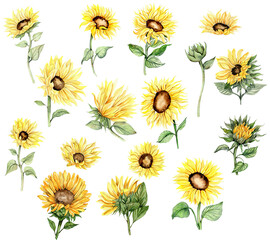 Sunflower, watercolor flower set. Hand drawn illustration isolated on white. Summer yellow garden. Designf for baby shower party, birthday, cake, holiday celebration design, greetings card,invitation.