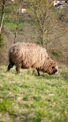 Oveja marrón en pradera de campo