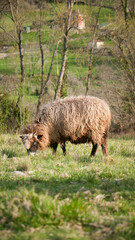 Oveja marrón en pradera de campo