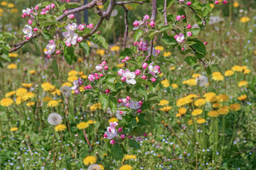 初夏の日差し浴びて、林檎の花咲く。