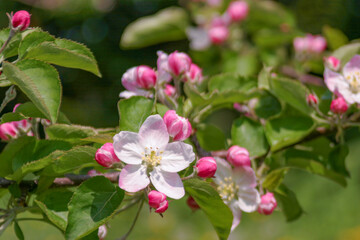 Obraz na płótnie Canvas 初夏の日差し浴びて、林檎の花咲く。