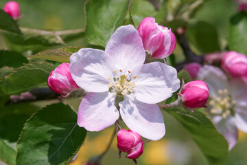 Naklejka na ściany i meble 初夏の日差し浴びて、林檎の花咲く。