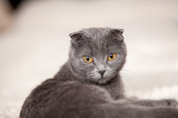 Beautiful striped gray cat. A domestic cat is lying on the sofa. A cat in a home interior. Image for veterinary clinics, websites about cats. selective focus