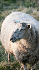 Ovejas blancas en pradera de hierba