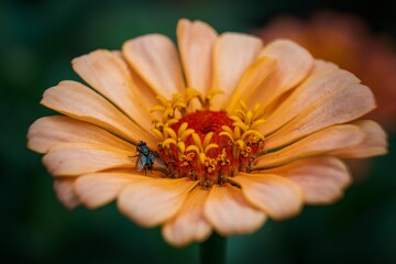 Macro shot of a cute bee on an orfnge flower isolated on a blurred background
